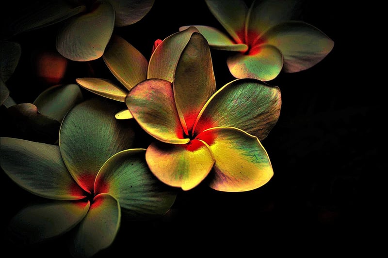 Enchanting Ambiance